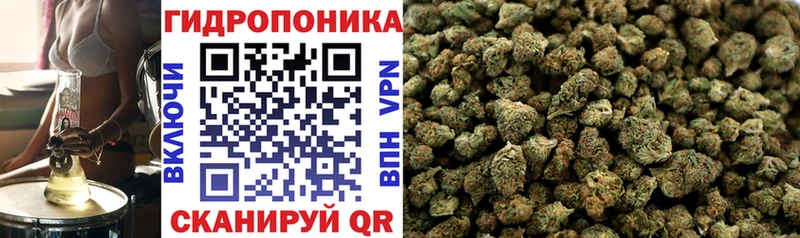 Конопля планчик  Сольцы 